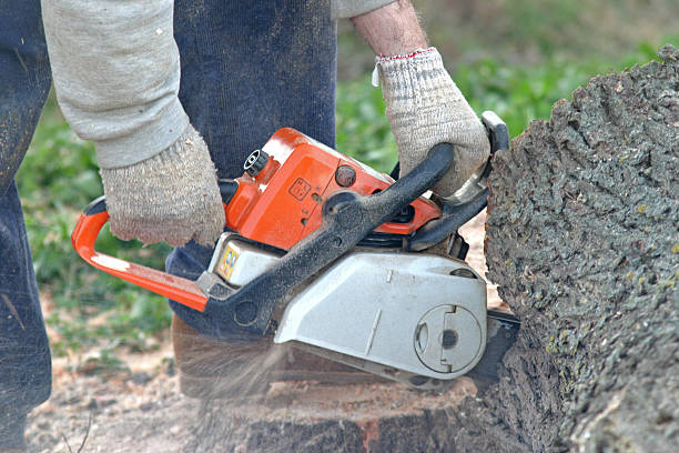 How Our Tree Care Process Works  in  Shannon, MS